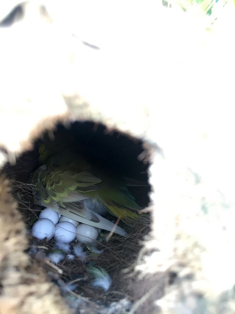 额拍到了正在孵蛋的鸟妈妈