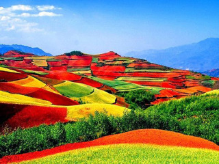 跟团罗平油菜花旅游_罗平油菜花散客旅游_8月罗平油菜花旅游
