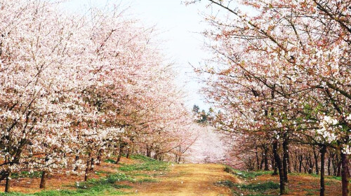  贵州平坝万亩樱花1日游>纯玩团 赏万亩樱花 感受贵州
