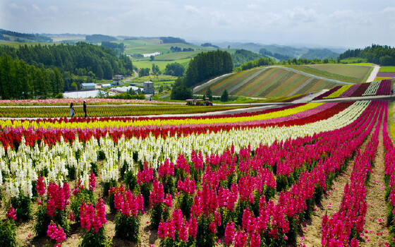 富良野