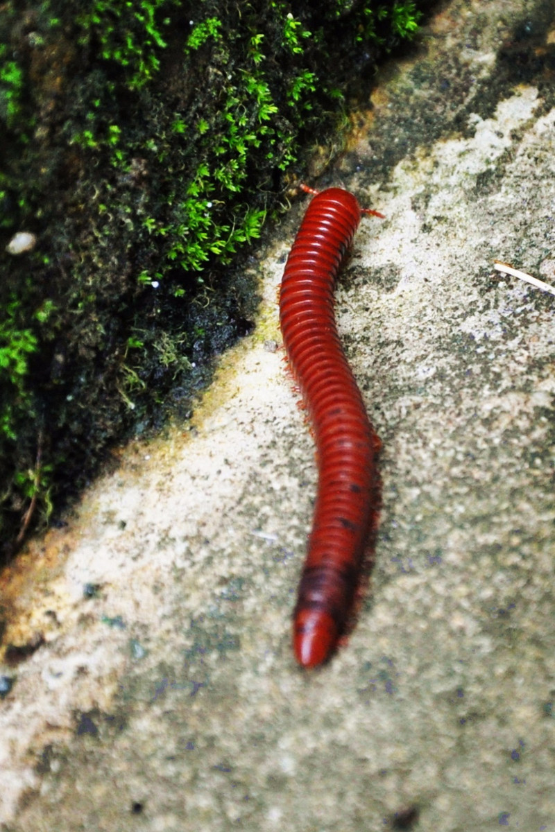 就是它!长约十几厘米的大型红色蜈蚣.