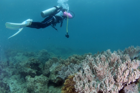 "太阳湾海洋运动"已获得政府批准在百福湾,太阳湾海域的旅游用海使用