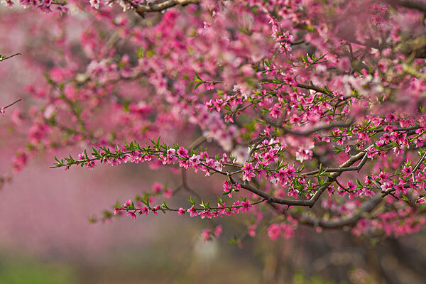 十二月去平谷穿衣指南_十二月去平谷当月天气