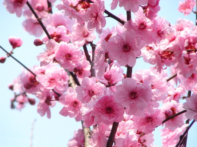 梅花  