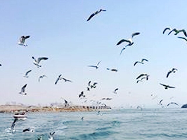 海鸥  