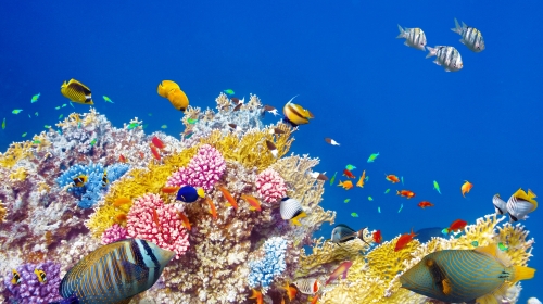 印尼美娜多机票+当地6-7天探秘游 五大潜水圣