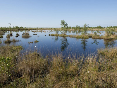 湿地