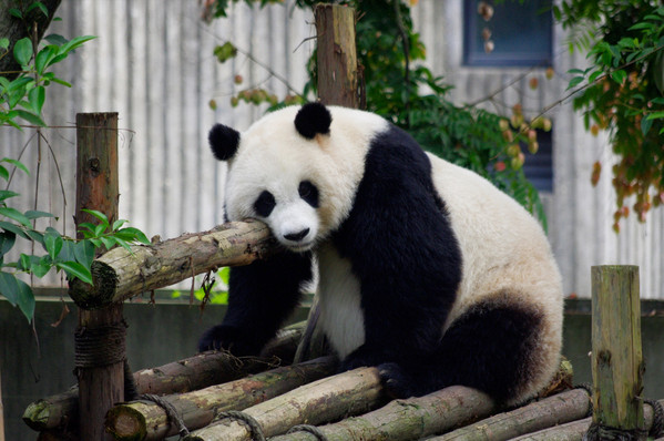 大熊猫繁育研究基地最佳旅游时间?几月去最合