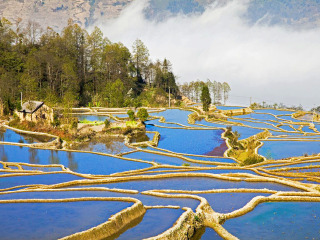 跟团罗平油菜花旅游_罗平油菜花散客旅游_8月罗平油菜花旅游