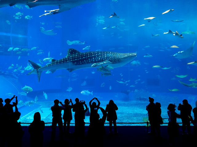 水族有多少人口_三月三 感受浓浓广西民族风 一(3)