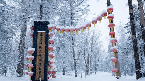  哈尔滨-亚布力元茂屯-雪乡-大秃顶子穿越-长白山-雾凇岛7日游>0购物