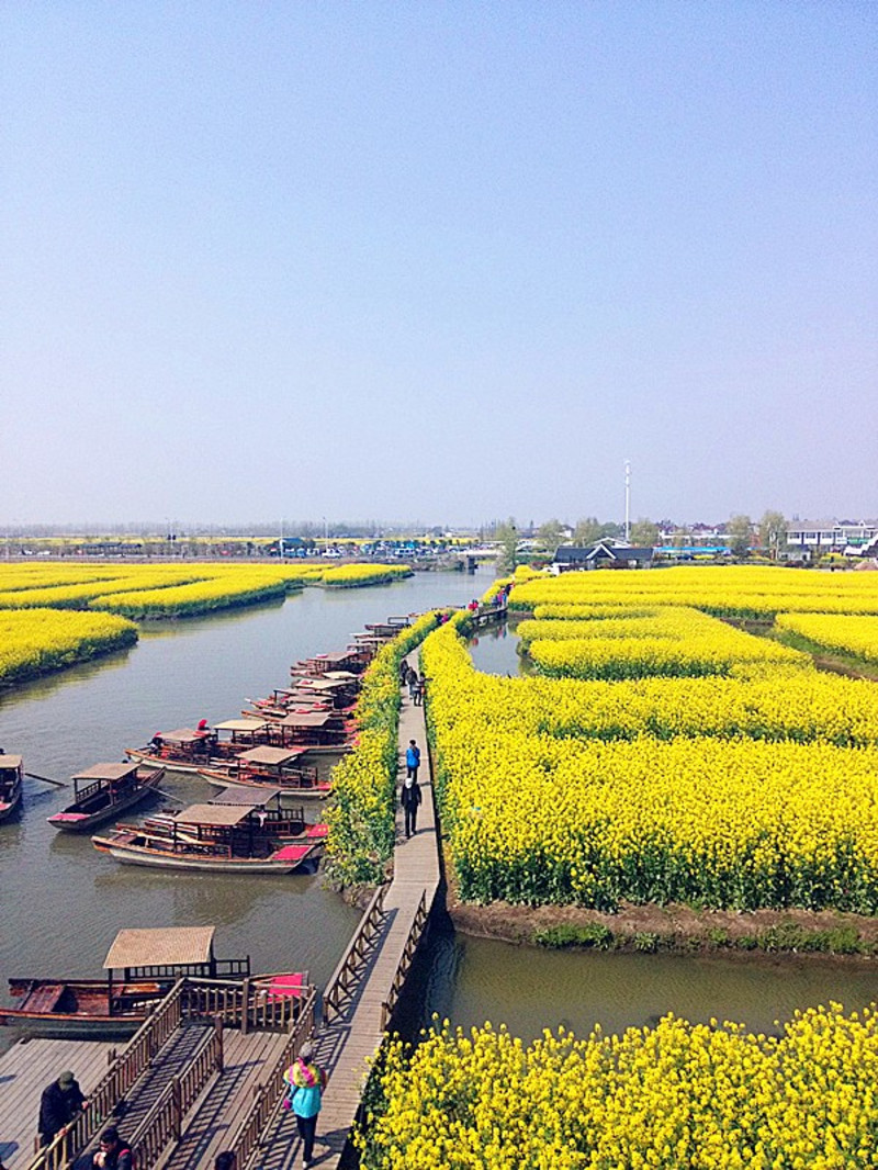 兴化千垛菜花风景区        