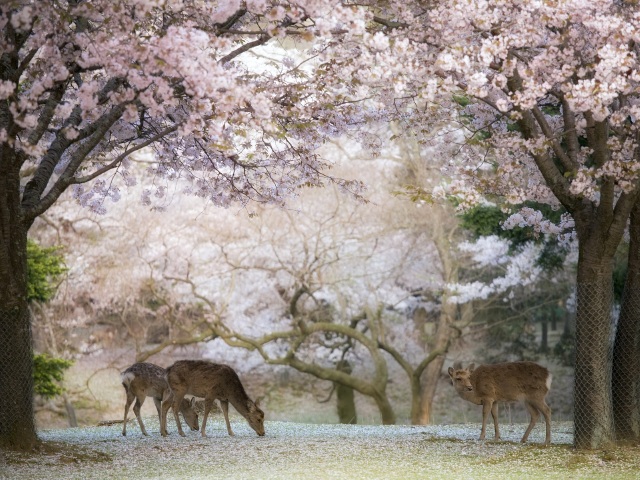 http:\/\/www.tuniu.com\/tour\/210459870