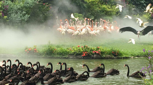 广州长隆飞鸟乐园1日游 百鸟飞歌、花鸟长廊