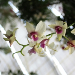 武汉植物园的#旅图换旅费#