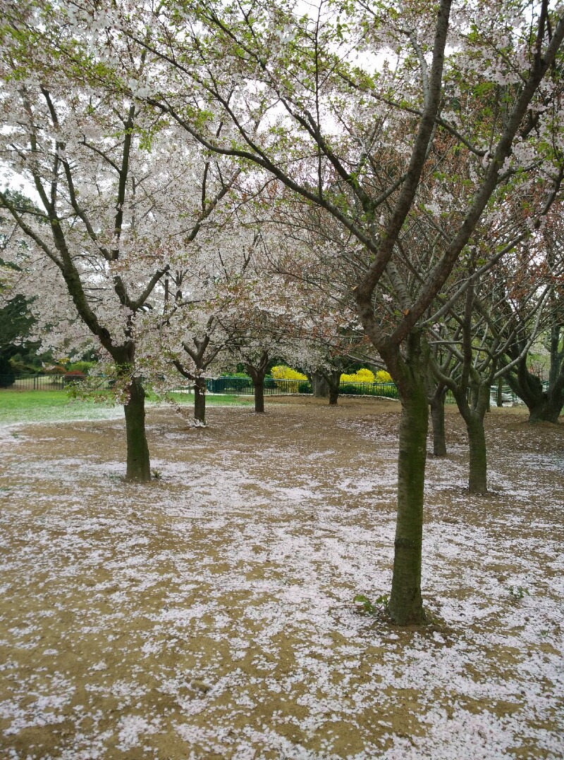 花谢花飞飞满天,引起落雪一片