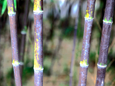 紫竹林3