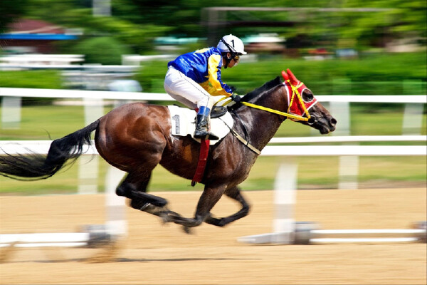 从松山到澳门赛马会要多久_从松山到澳门赛马