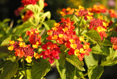 西双版纳热带花卉园 景点模块