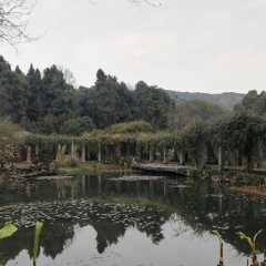 武汉植物园的#旅图换旅费#