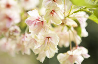 武汉大学赏樱花