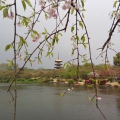 武汉东湖磨山景区的#旅图换旅费#