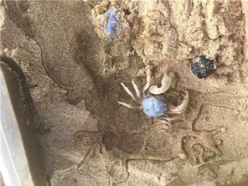 螃蟹,不知道叫啥,据一个在旁边挖沙蟹回去熬粥的本地阿姨说,这个有毒