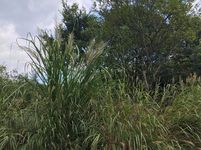 彩蝶双飞菊蕊轻.白鸥对舞昭阳薄,画桥烟柳坠秋英.