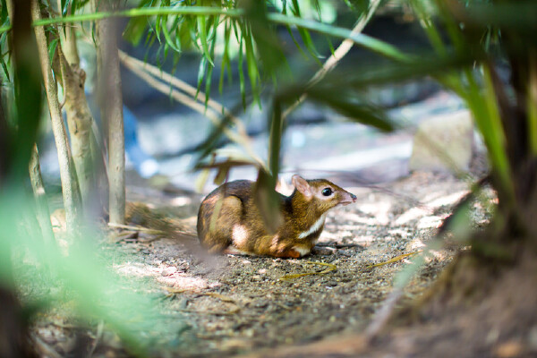 武汉动物园当地资讯-出行交通