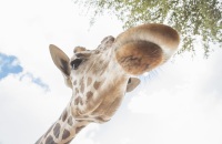 游览武汉动物园