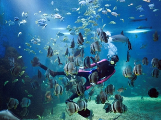 海南三亞自由行旅游團(tuán)_海南三亞旅游報(bào)價(jià)_海南三亞自由行還是跟團(tuán)好