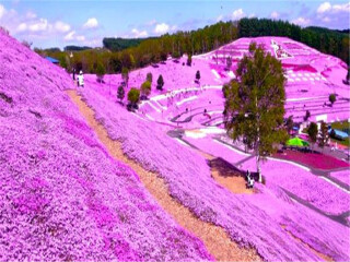 日本双飞旅游报价_跟团去日本游_去日本会议旅游