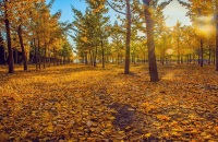 行摄尤溪龙门银杏林