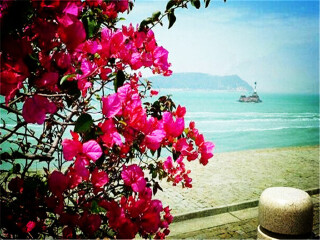 廈門(mén)鼓浪嶼旅游大約多少錢(qián)_廈門(mén)鼓浪嶼旅游價(jià)格_廈門(mén)鼓浪嶼旅行團(tuán)旅游報(bào)價(jià)