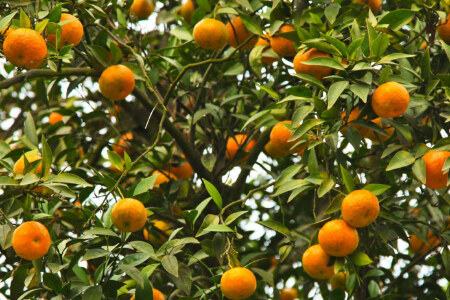food_picture