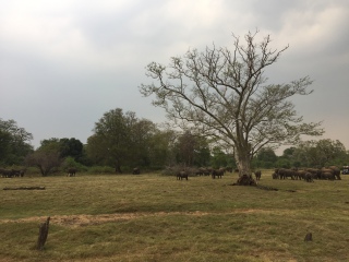 斯里蘭卡旅游花多少錢_去斯里蘭卡游要多少錢_斯里蘭卡游跟團(tuán)多少錢2021