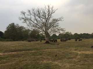 斯里蘭卡旅游最佳路線_斯里蘭卡旅行團(tuán)_深圳特價斯里蘭卡游