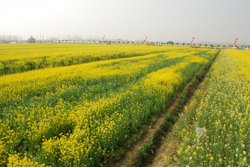 武汉蔡甸赏油菜花