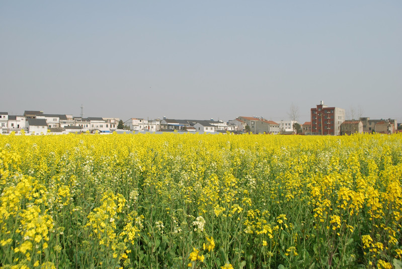 武汉蔡甸赏油菜花