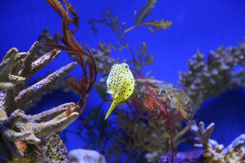 从上海海洋水族馆到外白渡桥多远_从上海海洋水族馆到