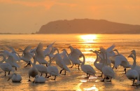 去湿地观鸟