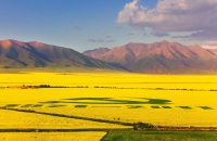 赏油菜花海