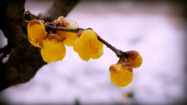 去阜阳旅游必备物品_端午节去阜阳旅游景点推