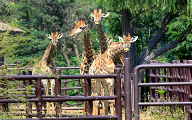【济南野生动物世界门票价格】2017济南野生动物世界门票团购,预订_途牛