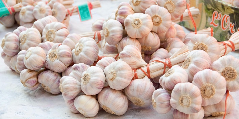 茶陵紫皮大蒜价格_专卖店_哪里买