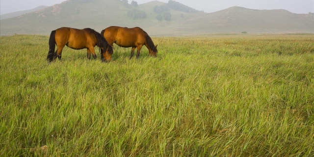 黄陂木兰清凉寨-木兰草原自驾2日游 宿景区内