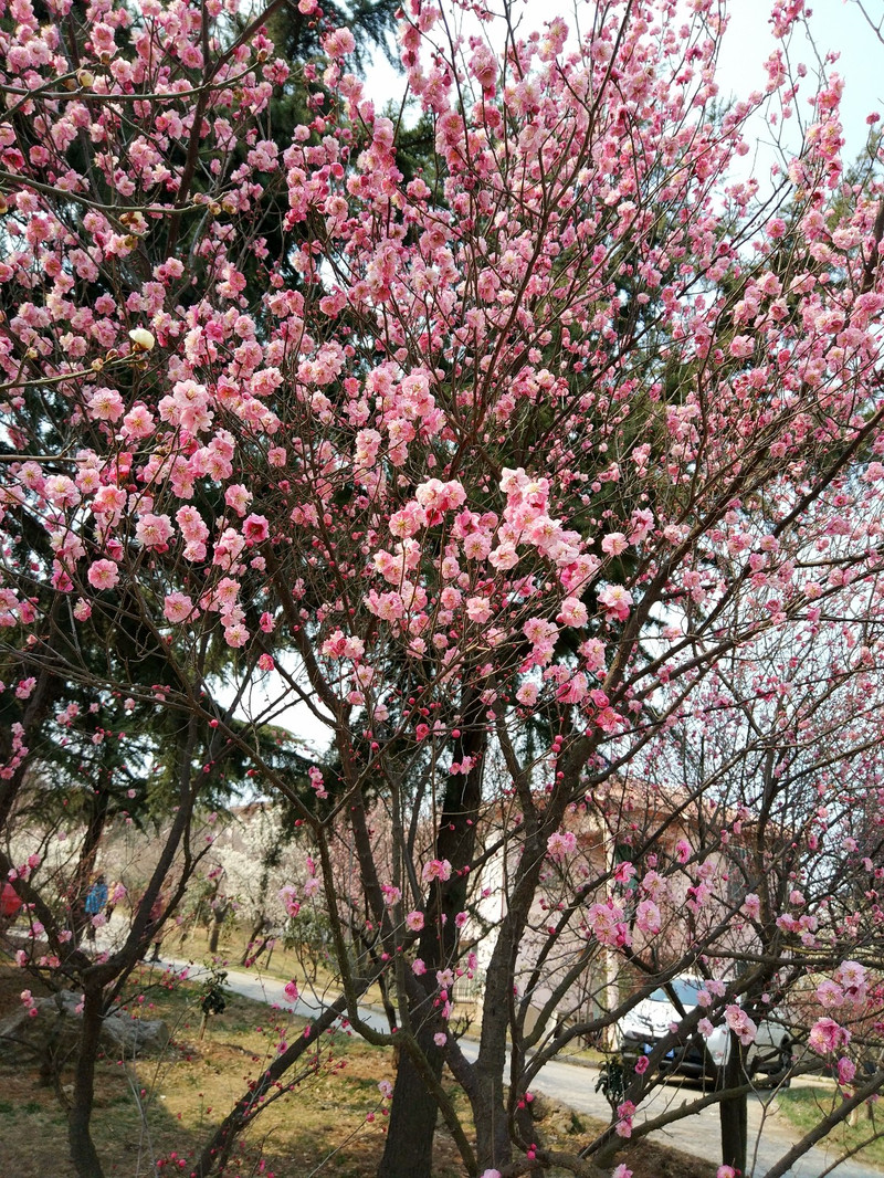 探春#赏花寻梅十梅庵---青岛第十九届梅花节