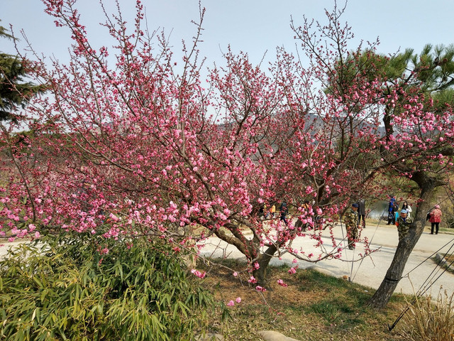 探春#赏花寻梅十梅庵---青岛第十九届梅花节