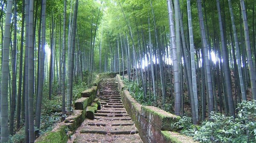 早餐后游览最早供观音之地—【紫竹林景区】(游览时间约40分钟) 紫竹