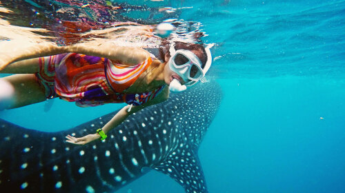 菲律宾杜马盖地7或8日半自助游 含APO(阿波岛